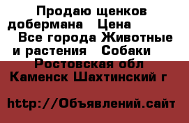 Продаю щенков добермана › Цена ­ 45 000 - Все города Животные и растения » Собаки   . Ростовская обл.,Каменск-Шахтинский г.